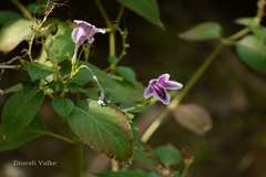 Asystasia gangetica subsp. micrantha